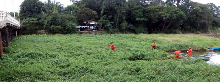Limpieza y retiro de vegetación acuática del río Naranjo.